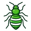 bedbug
