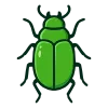 beetle